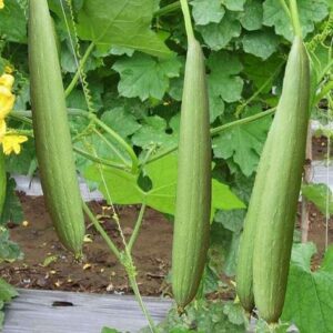 623-Tori Seeds