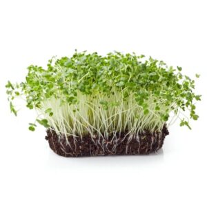 CAULIFLOWER MICROGREEN SEEDS