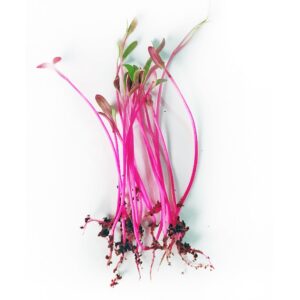 BULL’S BLOOD BEET MICROGREEN SEEDS