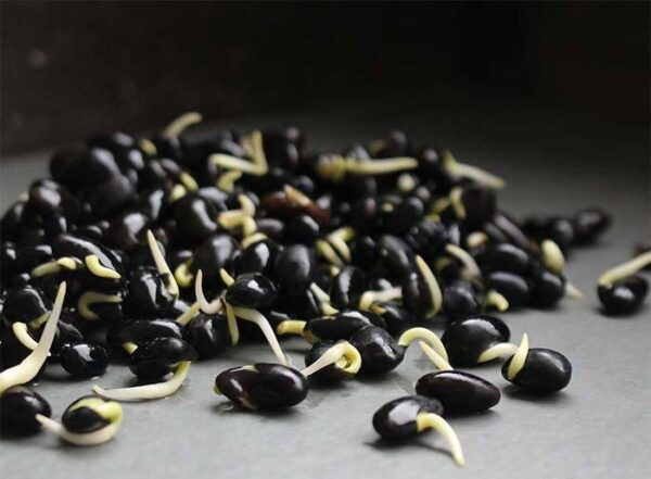 BLACK SOYBEAN - ORGANIC Seeds