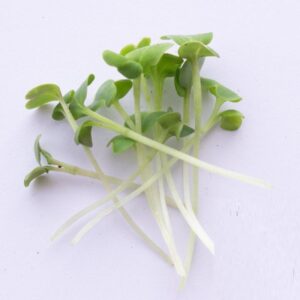 Cabbage Seeds
