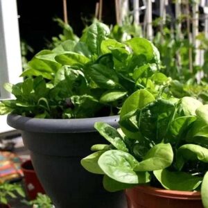 Spinach Seeds