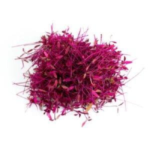 AMARANTHUS RED GARNET MICROGREEN SEEDS