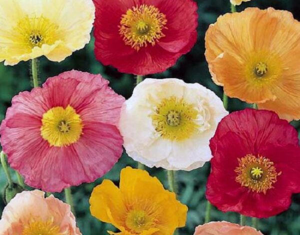 Golden Poppy Seeds