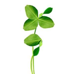 CLOVER MICROGREEN SEEDS