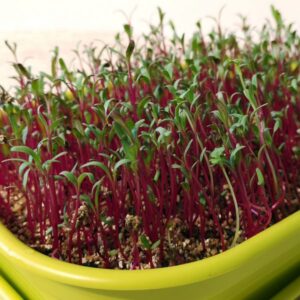 BEET ROOT MICROGREEN SEEDS