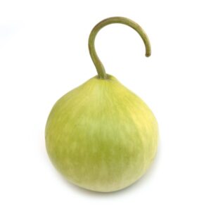 SUMMER SQUASH SEEDS