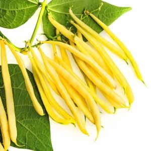 BEANS YELLOW SEEDS