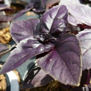 Lal Tulsi Seeds