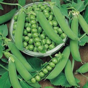 Peas Seeds