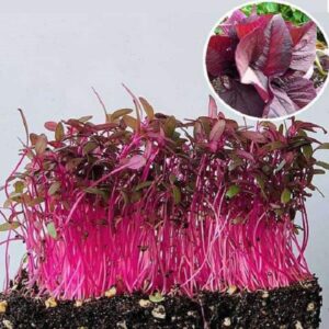 AMARANTHUS RED MICROGREEN SEEDS