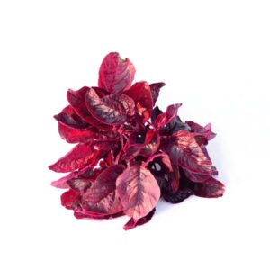 AMARANTHUS RED SEEDS