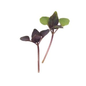 BASIL PURPLE MICROGREEN SEEDS