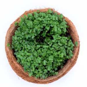 Royal Basil Seeds