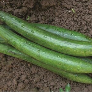 SPONGE GOURD DARK GREEN SEEDS