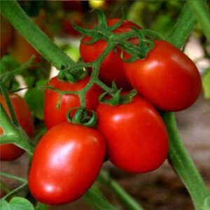 Oval-Shape Tomato Seeds