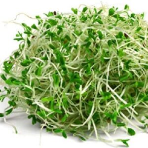 Lucerne Seeds