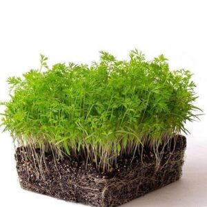 BLACK CARROT MICROGREEN SEEDS