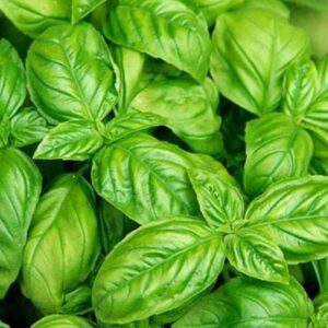 Hari Tulsi Seeds