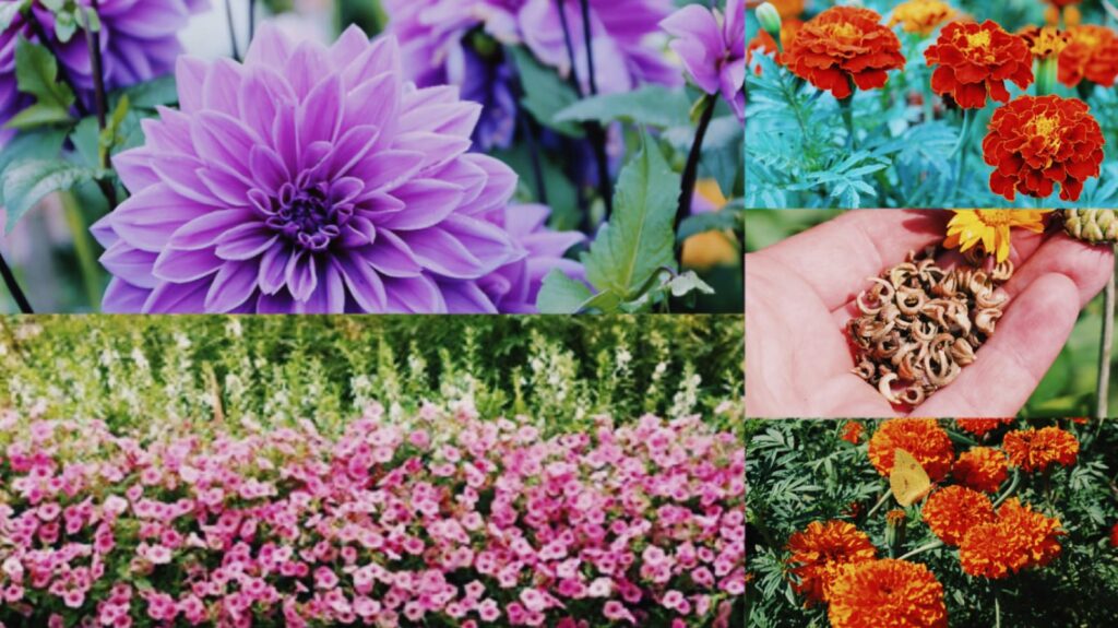 flowers for beautiful garden