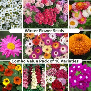 Winter Season flower Seeds | Combo Pack of 10 Varieties (Approx. 1470 Seeds) for Home Gardening