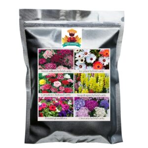 Flower Seeds Pack of 6 Variety | Hybrid & F1 Draft Varity imported Seeds| Sweet willium | Ice Plant | Carnation | Snapdragon | Petunia | Cineraria